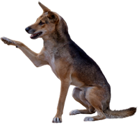 A dingo greets you at Durong Dingo Sanctuary Dingo greeting at Durong Dingo Sanctuary